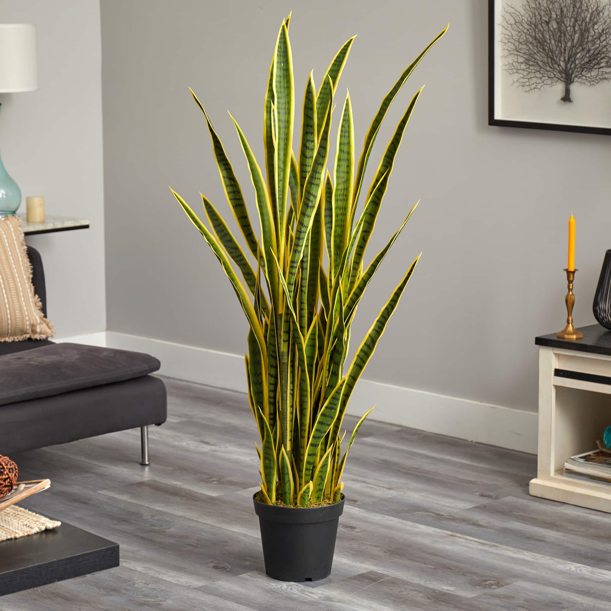 5ft. Potted Snake Plant